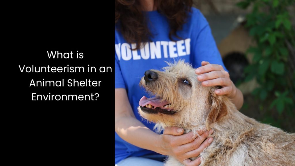 animal-shelter-volunteerism-environment-digital-tools-tigernix-singapore